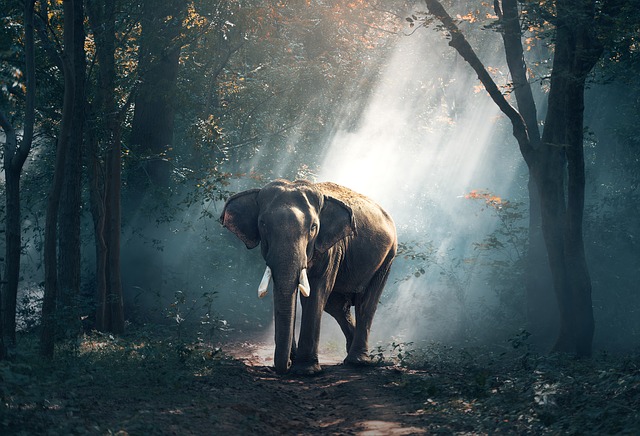 How Long Are Elephants Pregnant? · PrepScholar