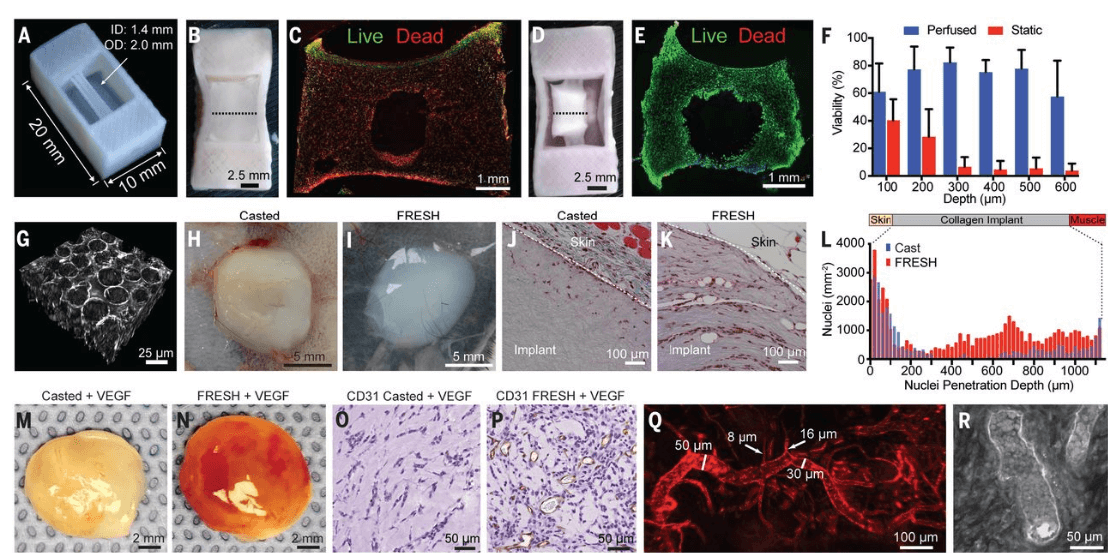 FluidForm & Carnegie Mellon: Closer Than Ever to Bioprinting a Human Heart - 3DPrint.com | Additive Manufacturing Business