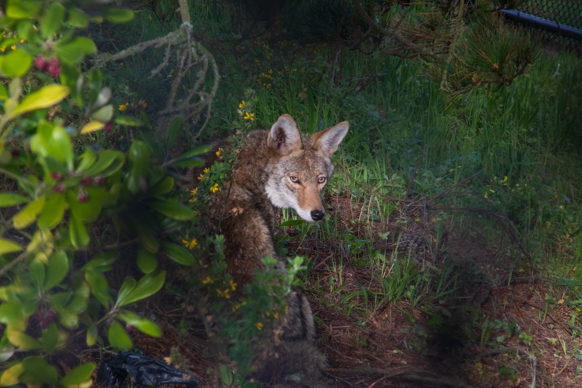 Reservoir Dogs: Coyotes find a home amid Sunset solar panels - 48 hills