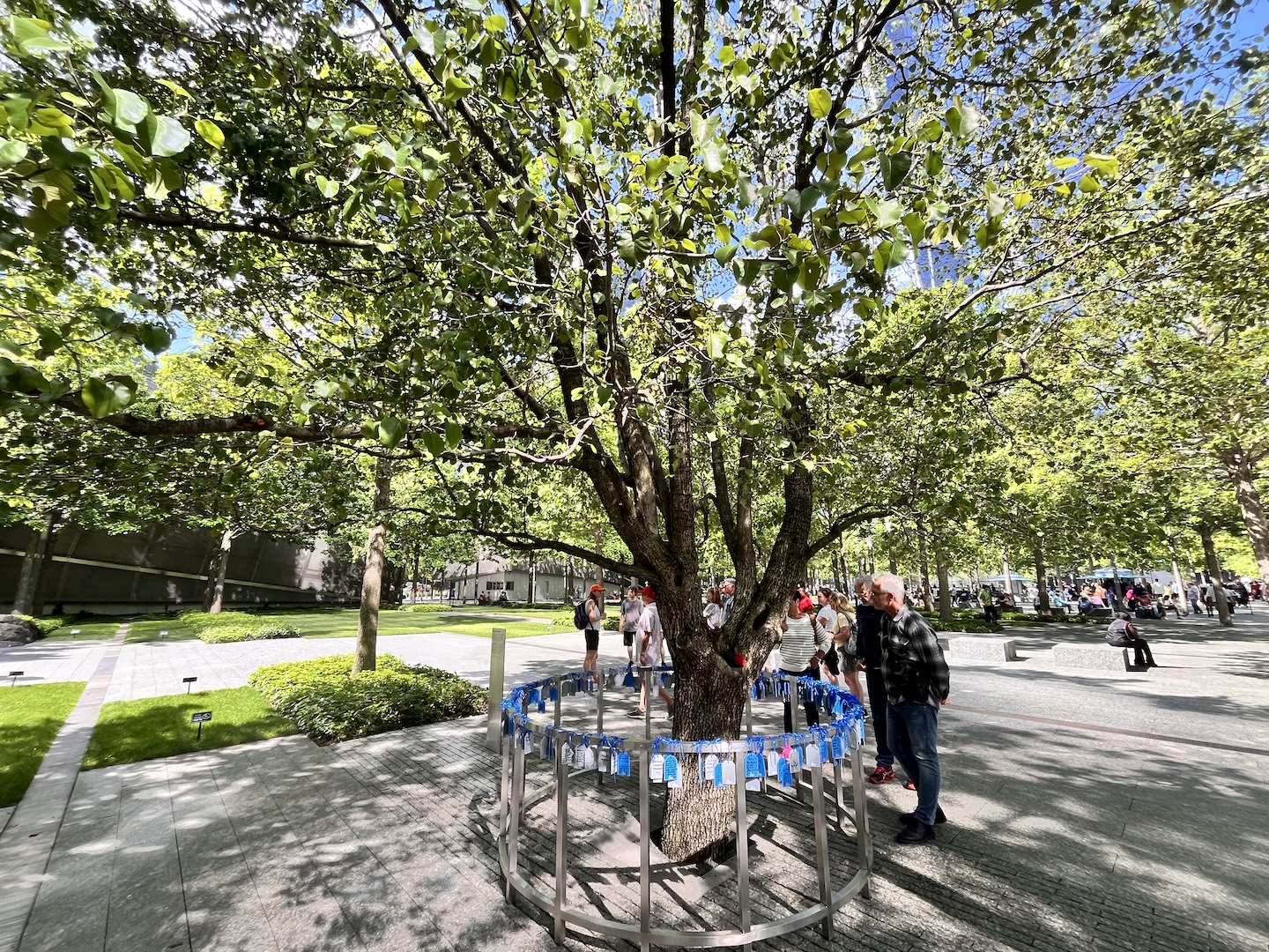 The Story of the 9/11 Survivor Tree and What It Means