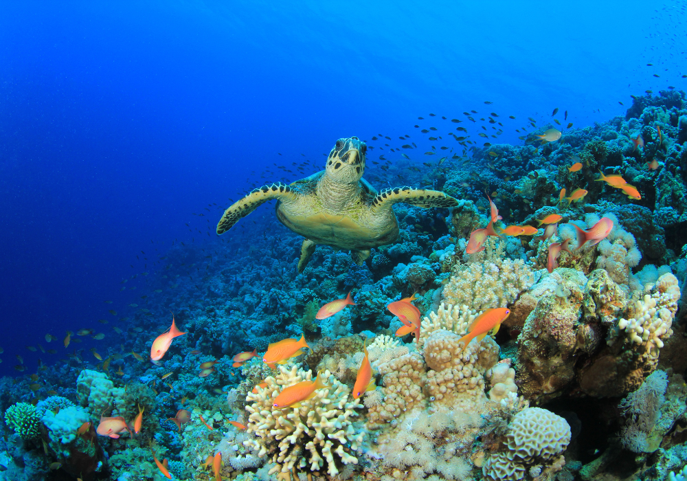 The biodiversity pillar: evolving Earthly’s nature-project assessment