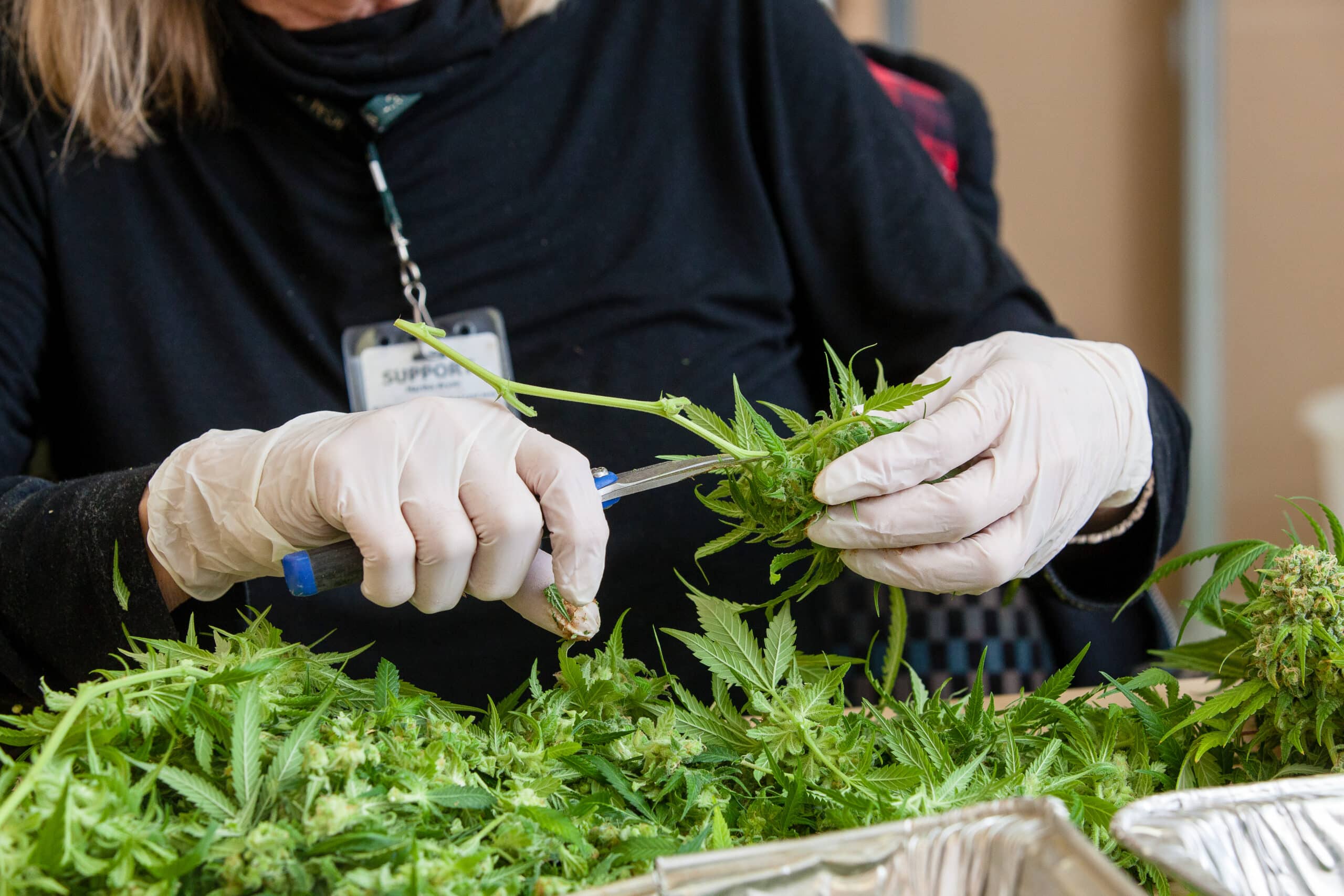 Consumers say price and availability are barriers to choosing legal cannabis products over illicit products
