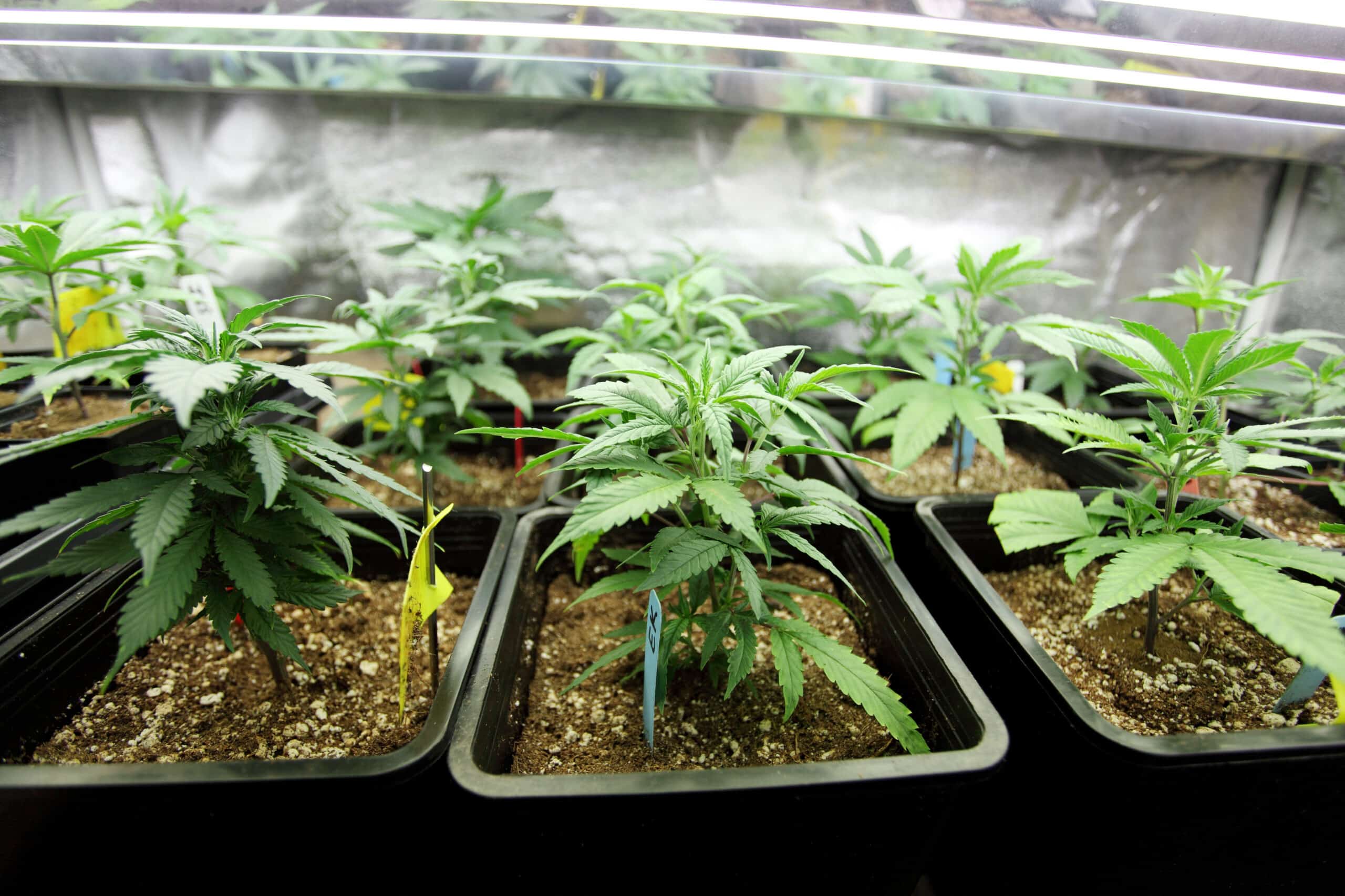 Maryland Question 4: Marijuana Legalization Amendment
