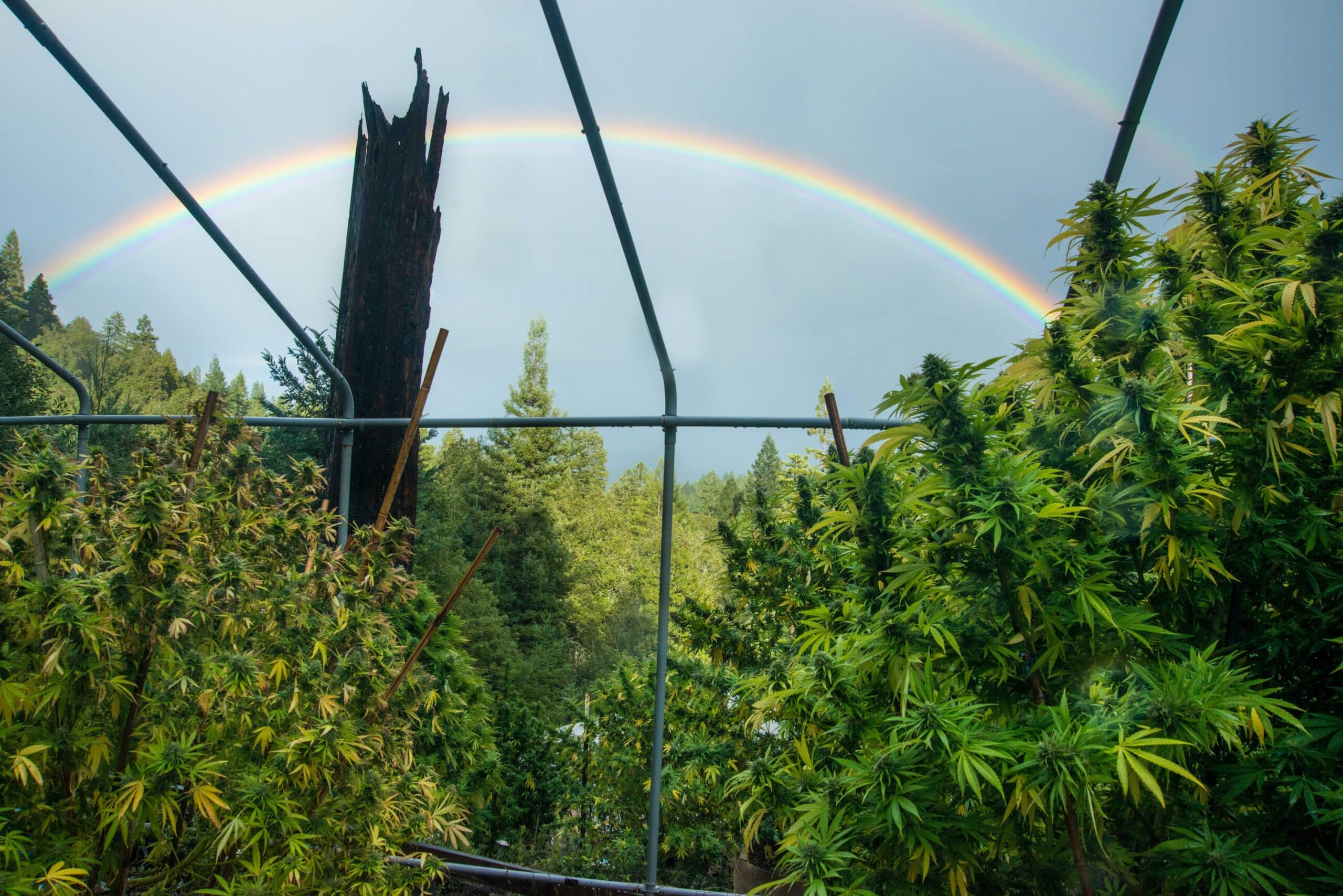 The impact of California's cannabis taxes on participation within the legal market - Reason Foundation