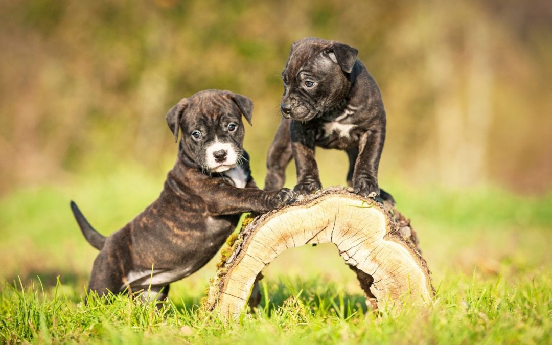 Why Should You Train Your Dog with Reward Methods? - The Academy for Dog Trainers