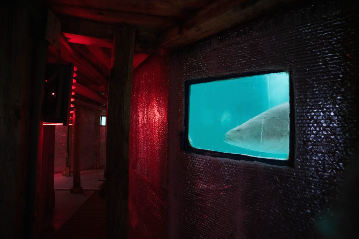 Sound production of the critically endangered totoaba: applying underwater sound detection to fish species conservation | Acoustics.org