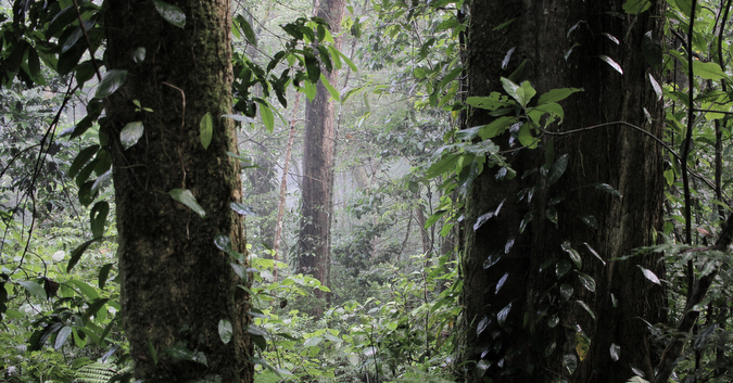 Taita Hills: The cloud forest in a fragmented landscape - Africa Geographic