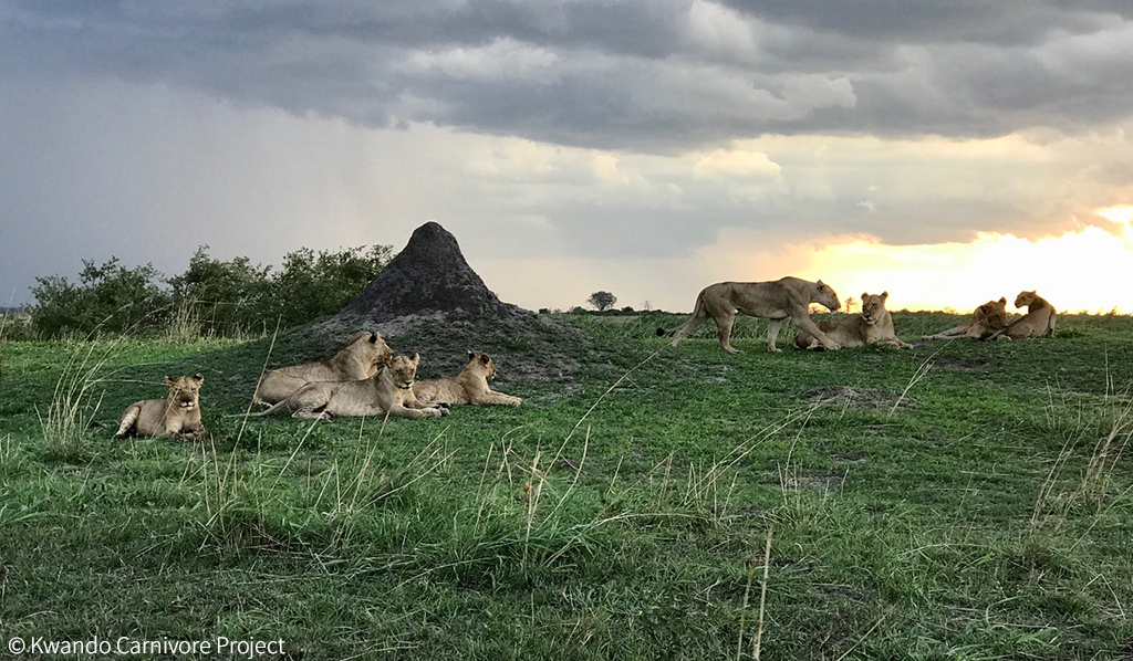 Human-lion conflict in a key lion population area - Africa Geographic