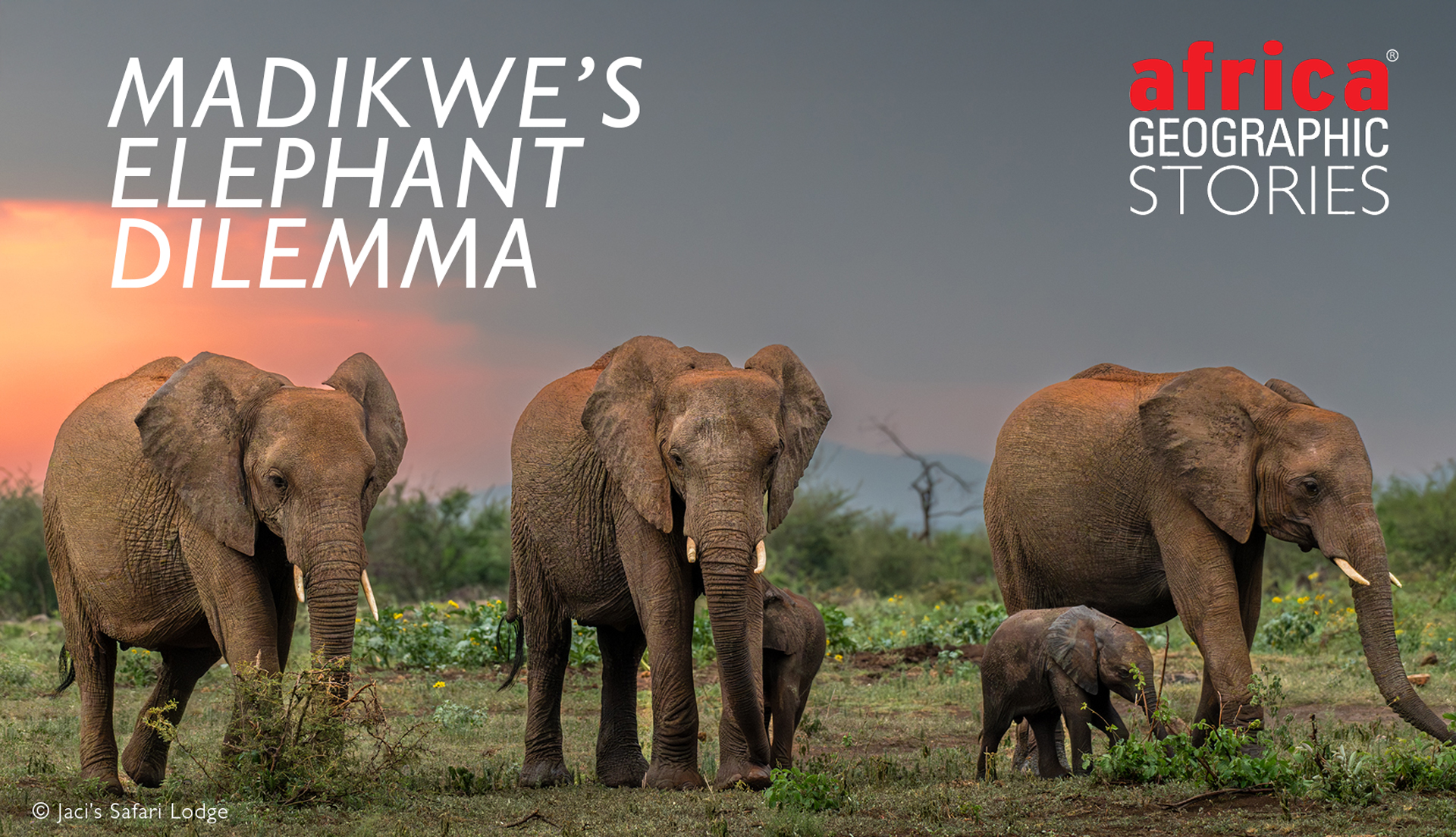 The Madikwe elephant dilemma - Africa Geographic