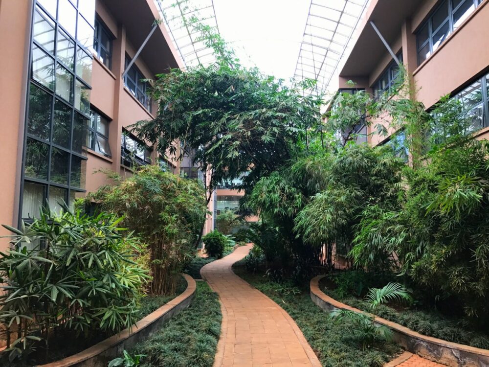 “The roof does all the work": The rise of green roofs in Nairobi | African Arguments