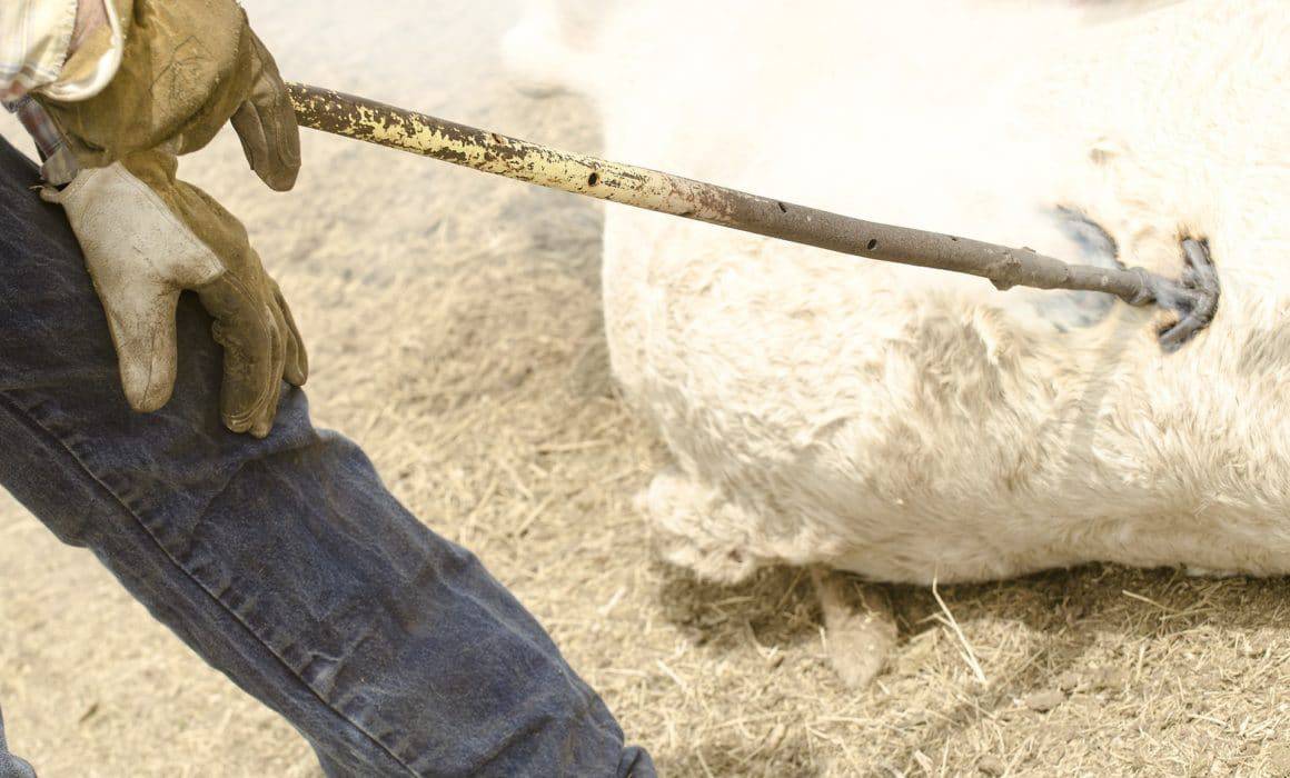 What's in a Brand? History of Cattle Branding | AgAmerica