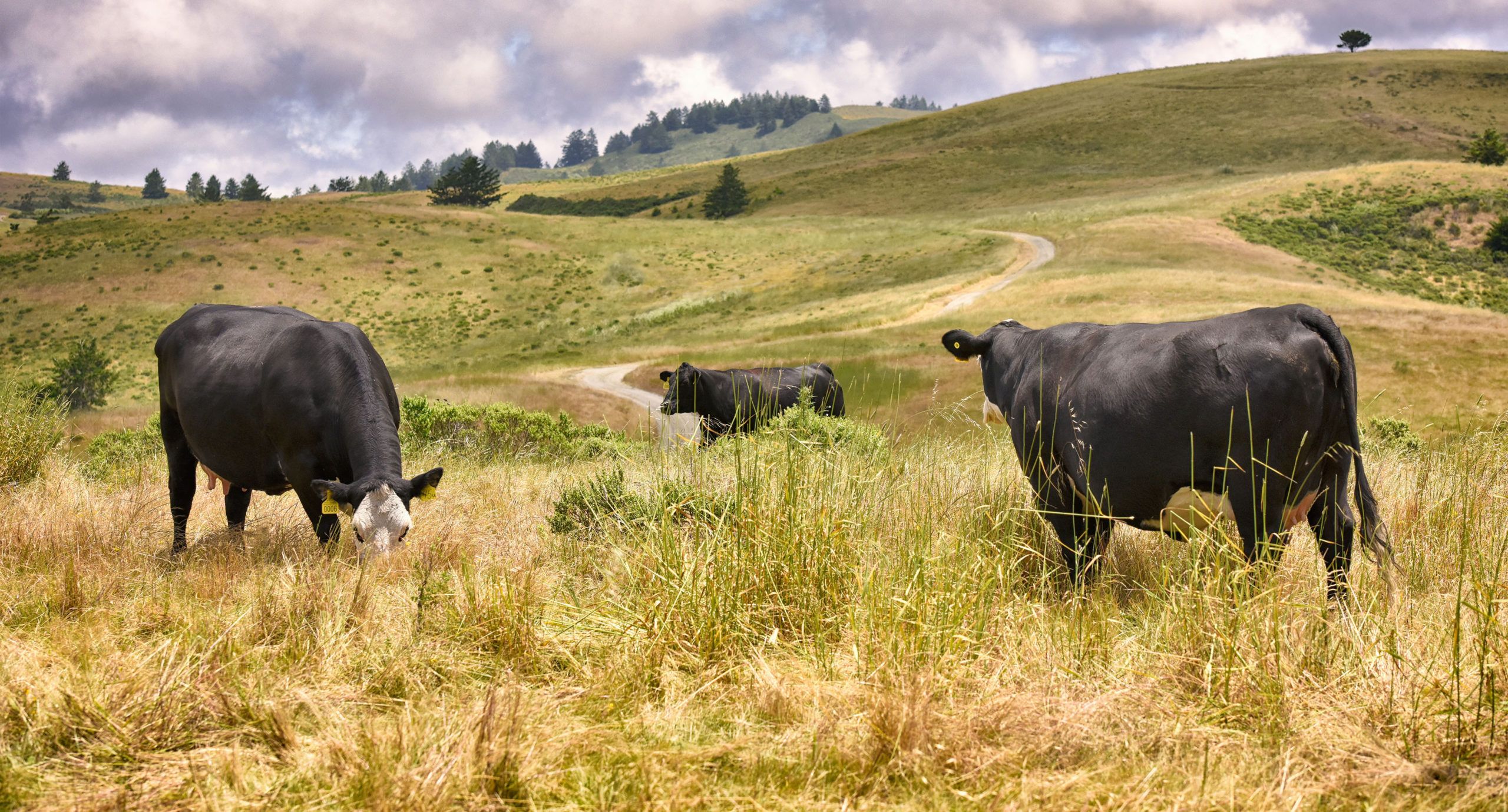 TomKat Ranch: Measuring the Benefits of Regenerative Agriculture with Precision Ag Tech - AgFunderNews