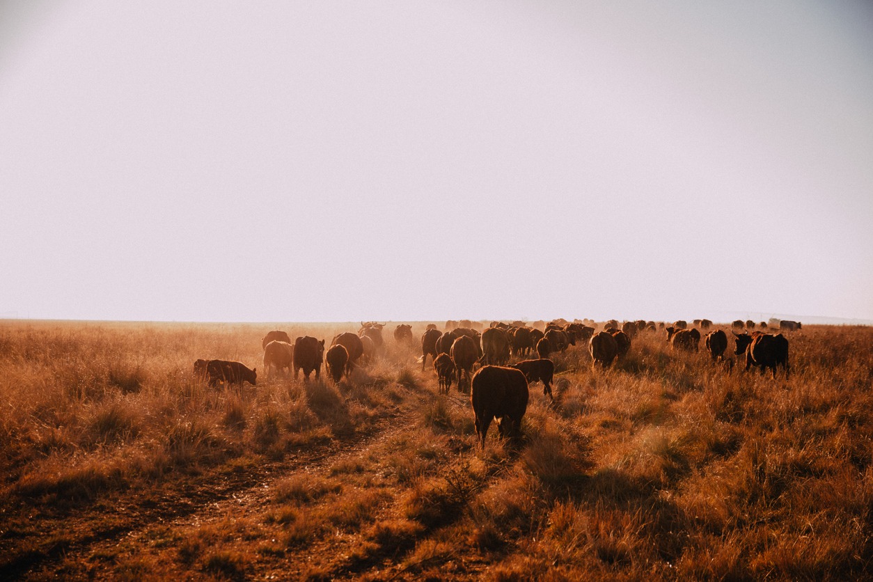 Regenerative agriculture is getting more mainstream. But is it scalable?