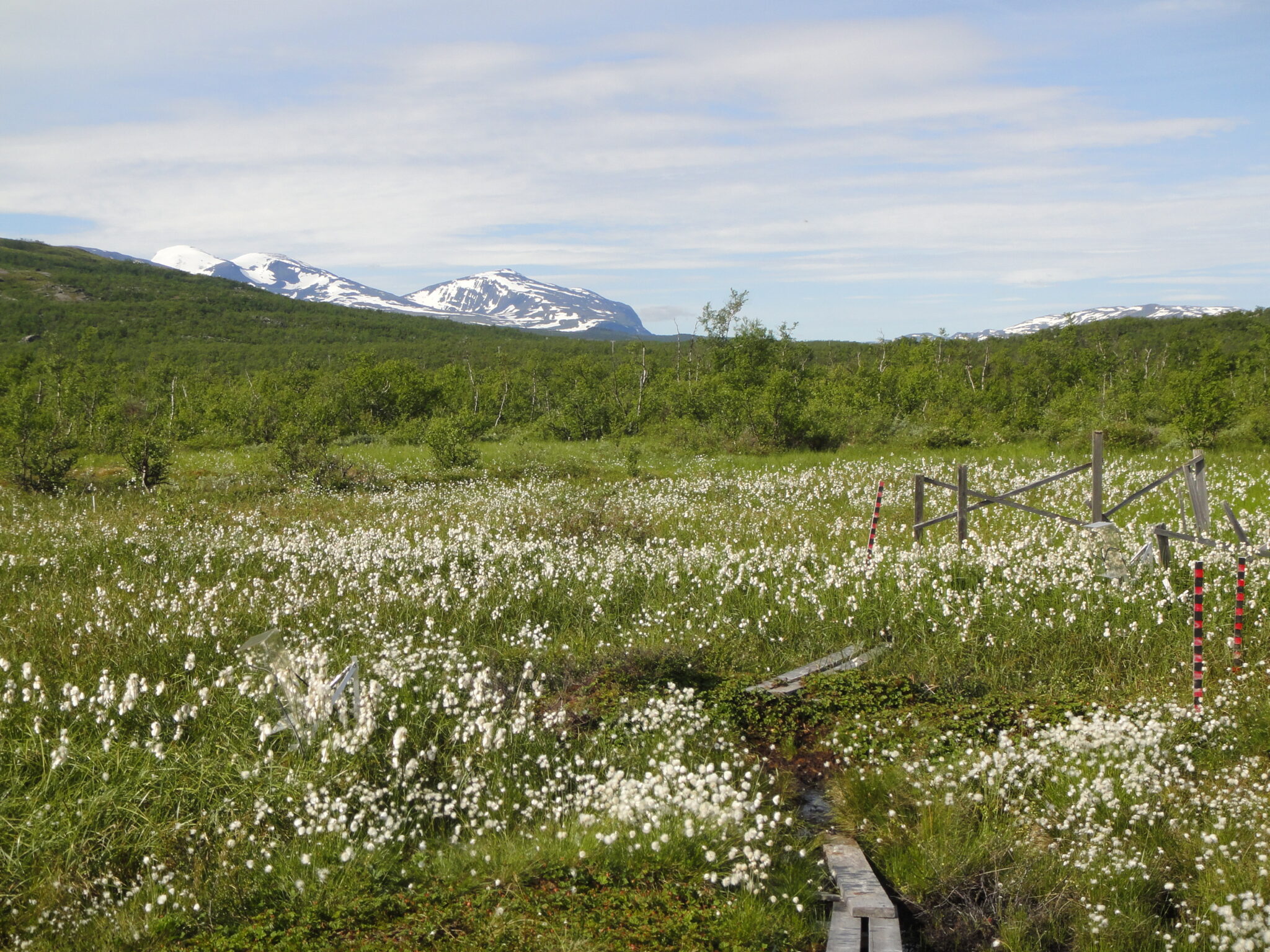Permafrost soil microbes could increase greenhouse gas emissions | Colorado State University