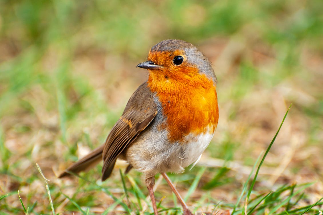 Whole Bird Emulation requires Quantum Mechanics – AI Impacts