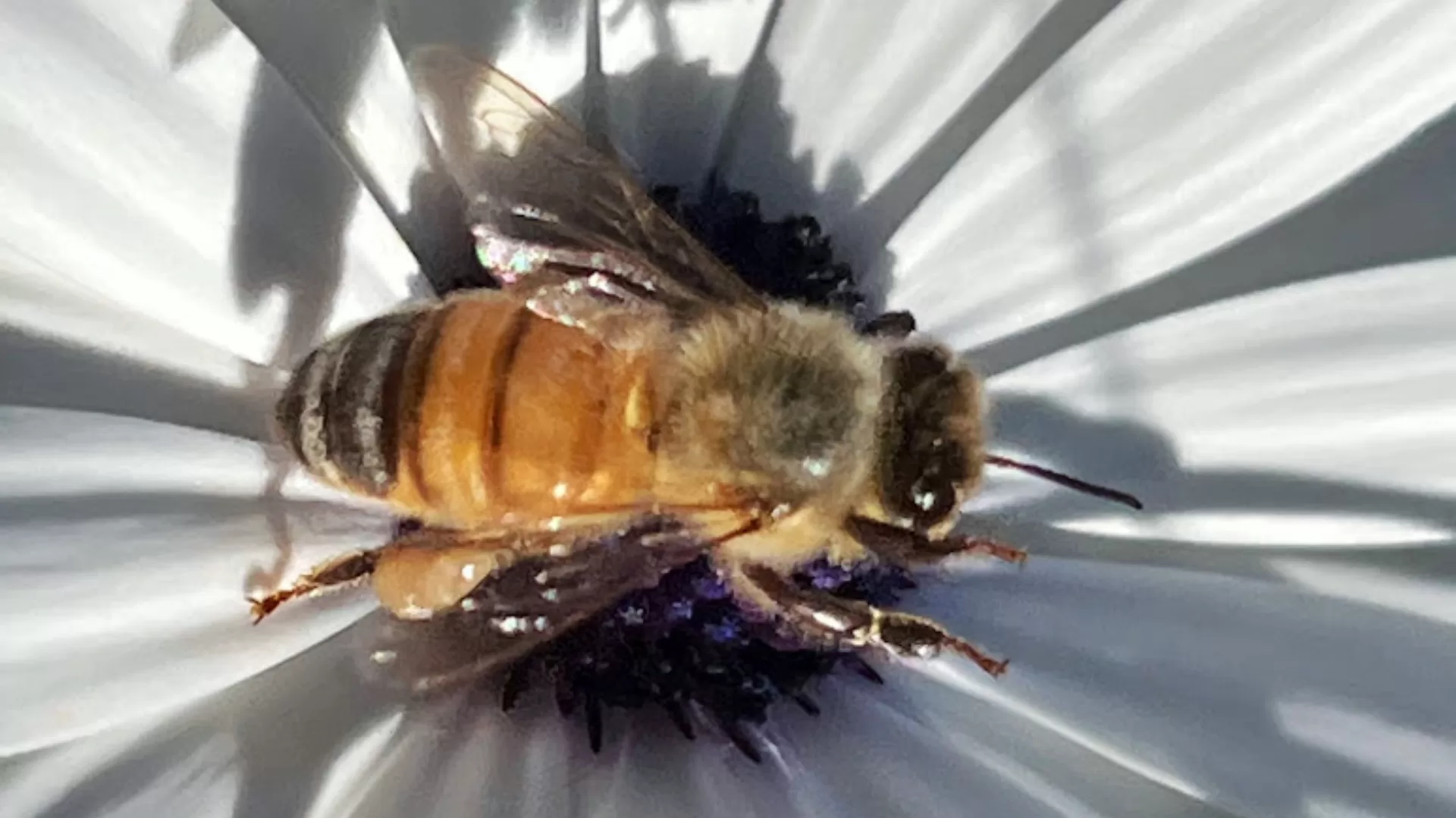 No, your computer isn't powered by tiny microscopic bees - Alex Reviews Tech
