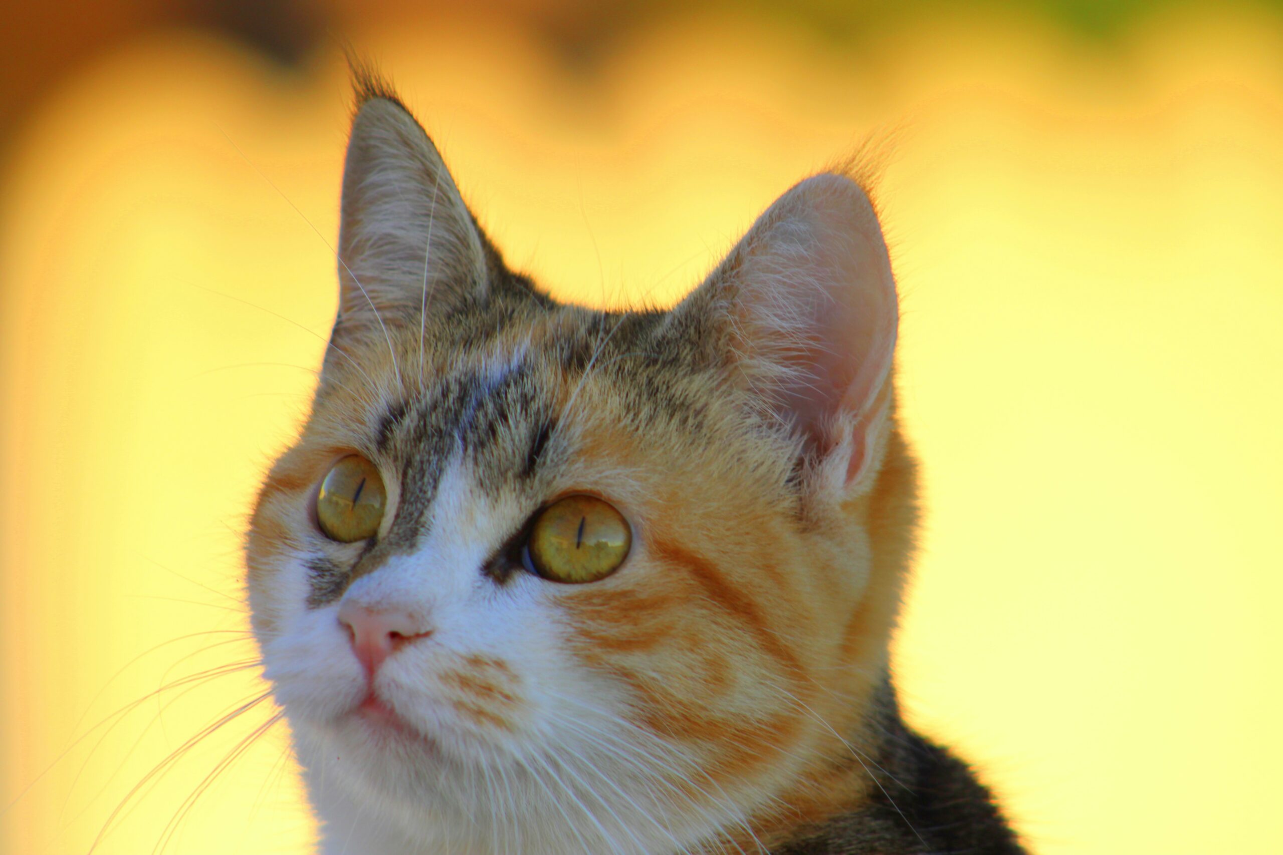 Female cat names - All Cats Names