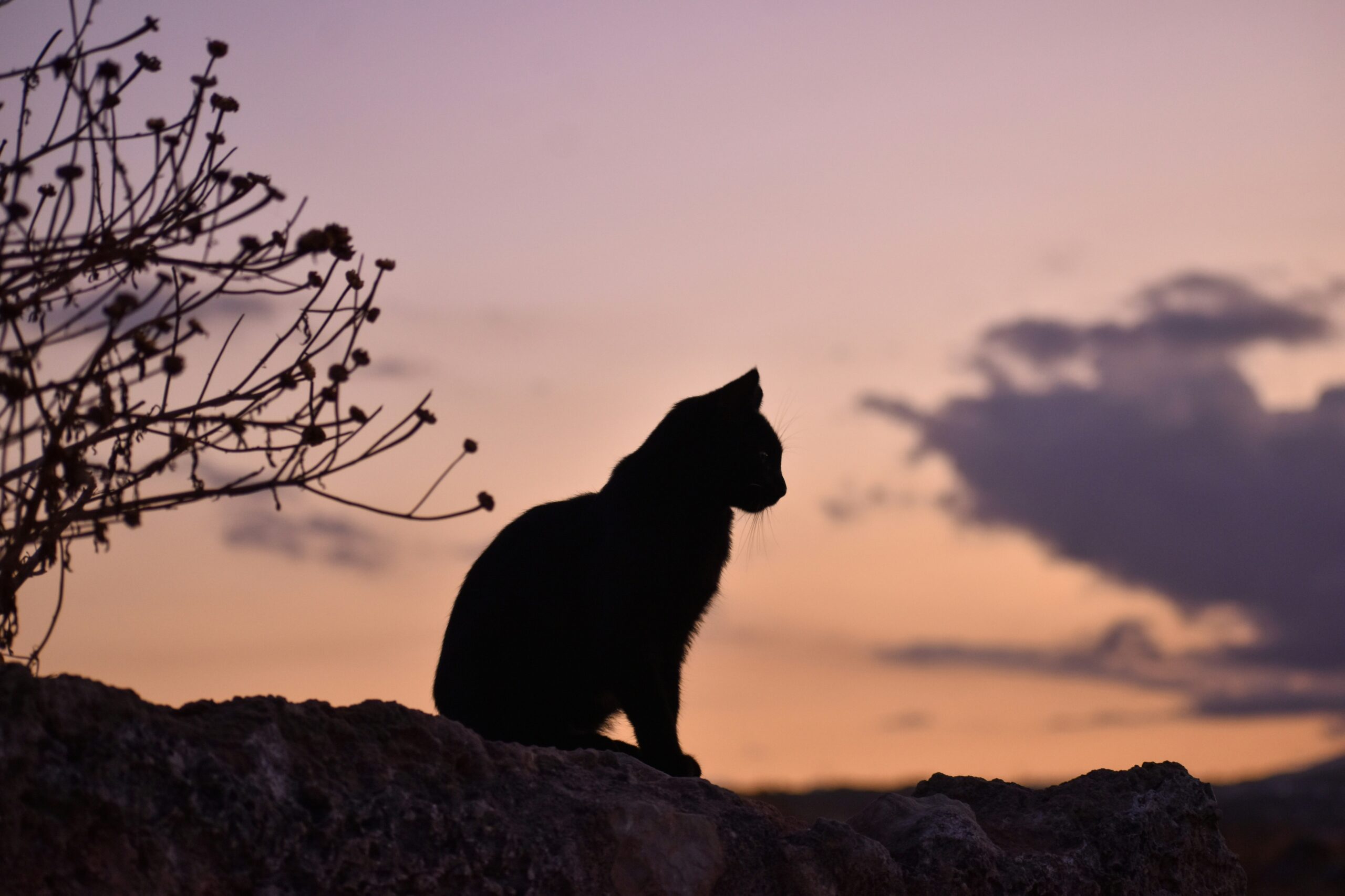 All Cats cover