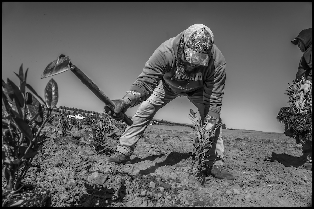 The Power Imbalance at the Root of the H-2A Farmworker Visa Program | ACoM