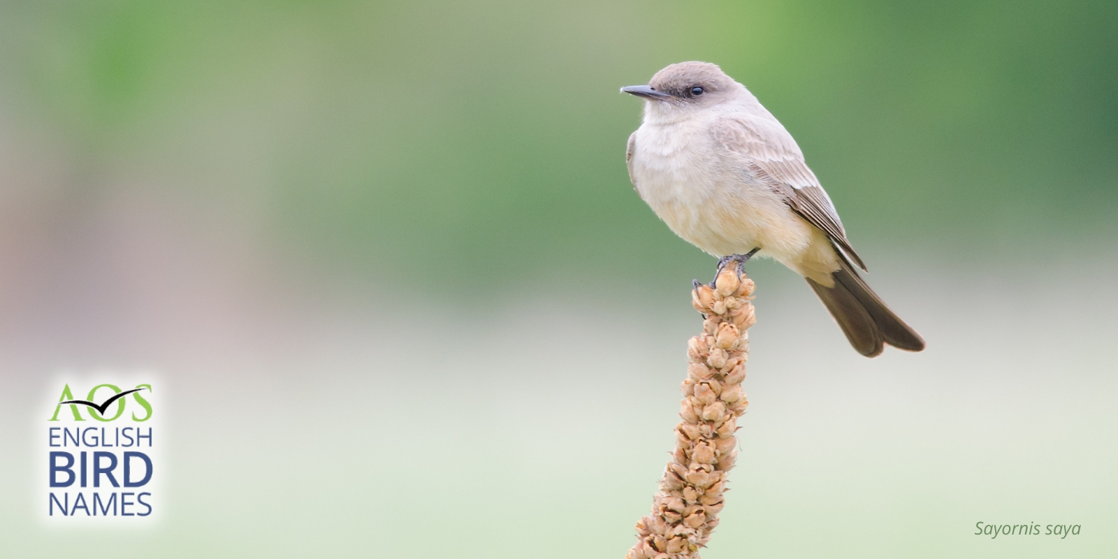 American Ornithological Society Will Change the English Names of Bird Species Named After People - American Ornithological Society