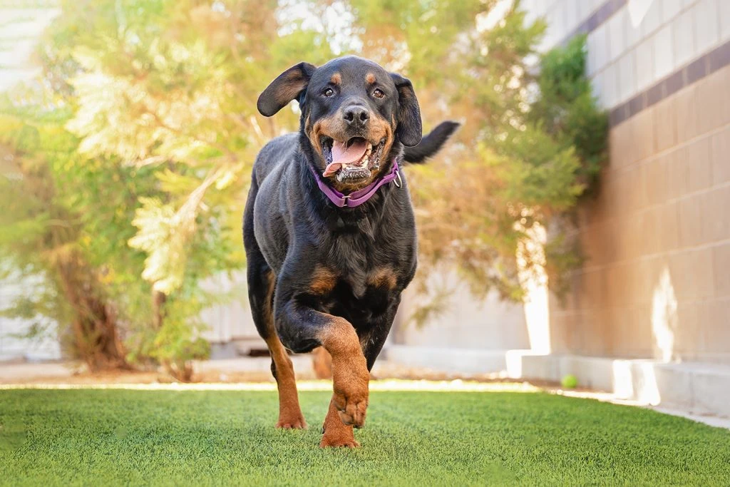 Donate - The Animal Foundation