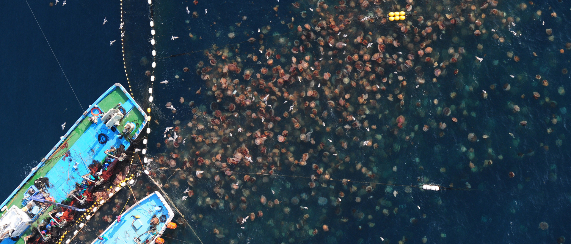 The jellyfish are coming. Brace yourself for goomageddon - The Correspondent