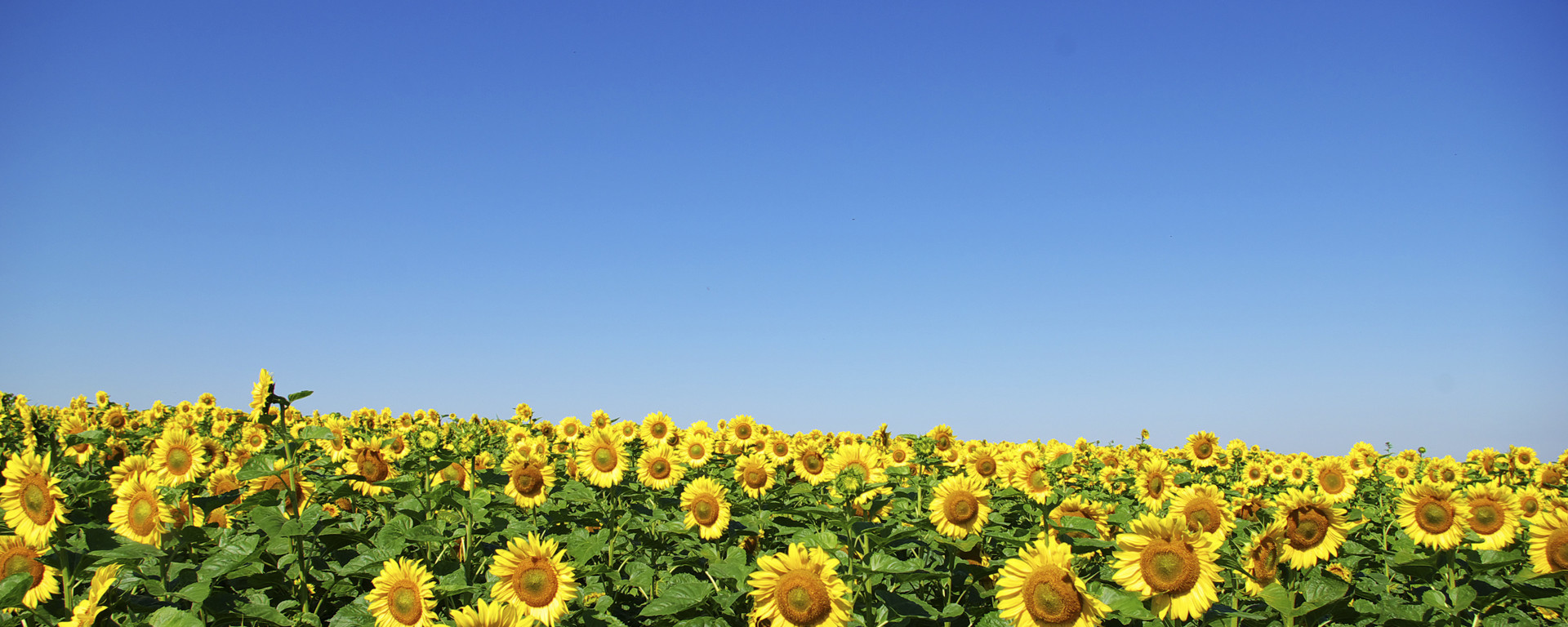 Sunflowers Move by the Clock | UVA Today Archives