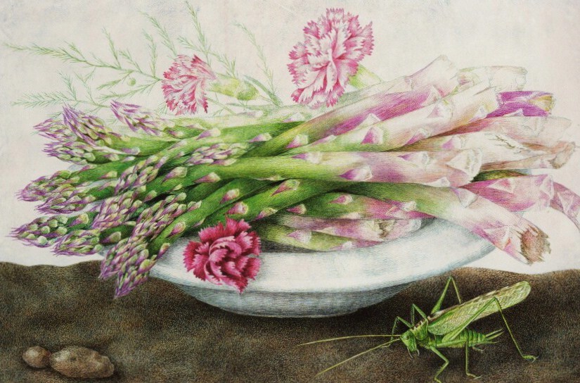 Protofeminist Insects | Giovanna Garzoni and Maria Sibylla Merian
