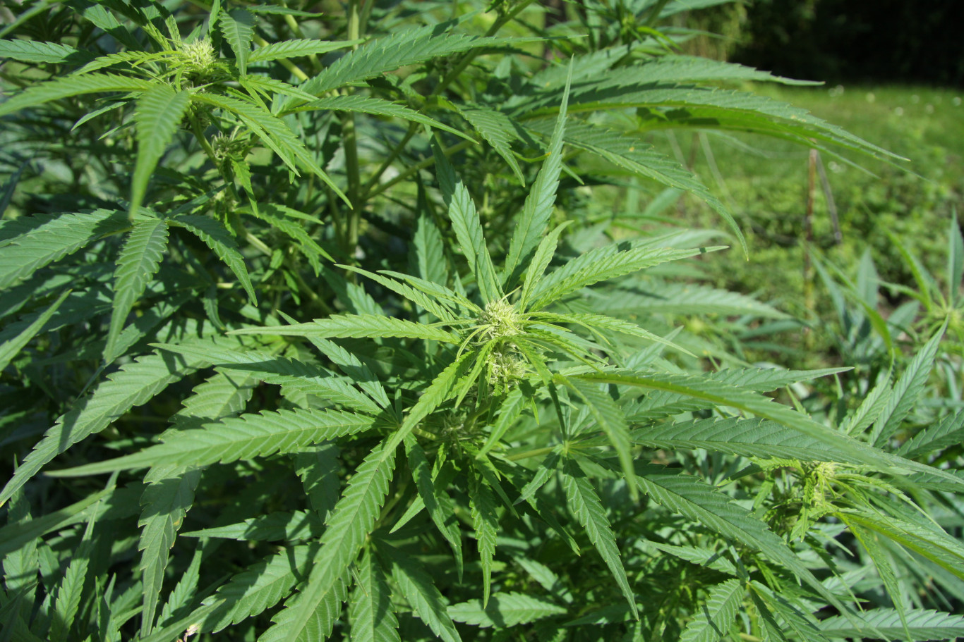 Egy új kísérleti kannabiszkivonat mellékhatások nélkül gyógyítja a krónikus derékfájdalmat