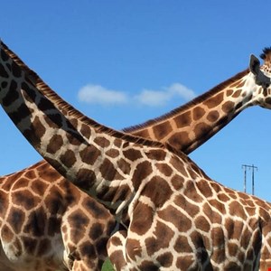 Breached Irish Wildlife Park Warns Customers to Cancel Credit Cards - Infosecurity Magazine