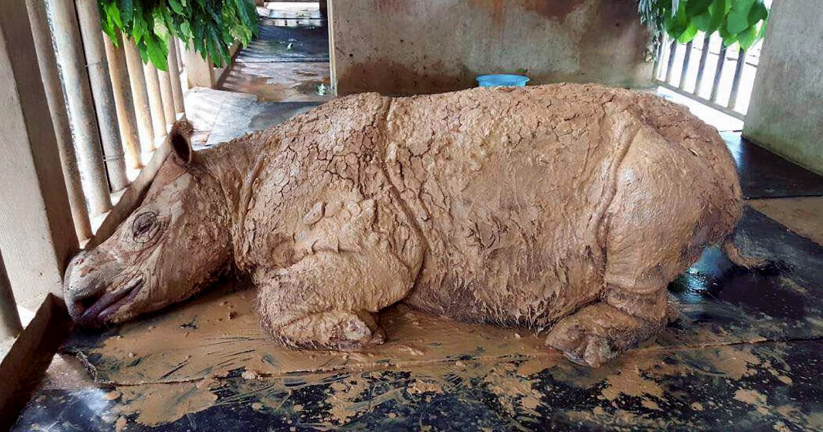 Bora: Msia's efforts to save Sumatran rhino thwarted by apathetic parties | New Straits Times