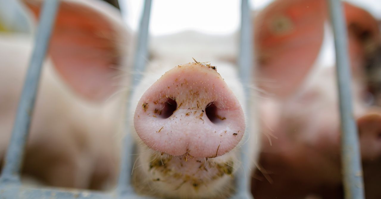 Animal Factory Farms, Explained | Teen Vogue