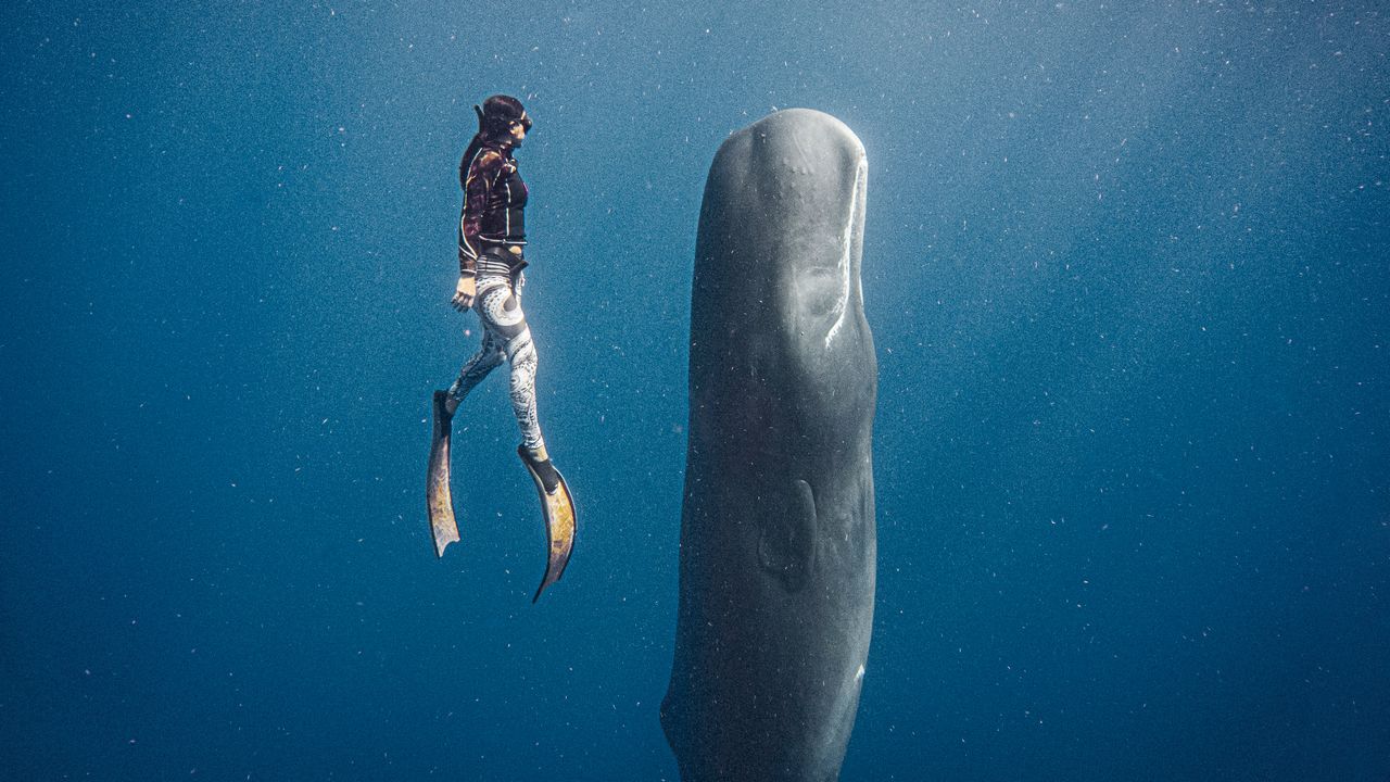 The Latest Bucket List Experience for Adventurous Travelers? Swimming With Megafauna | Vogue