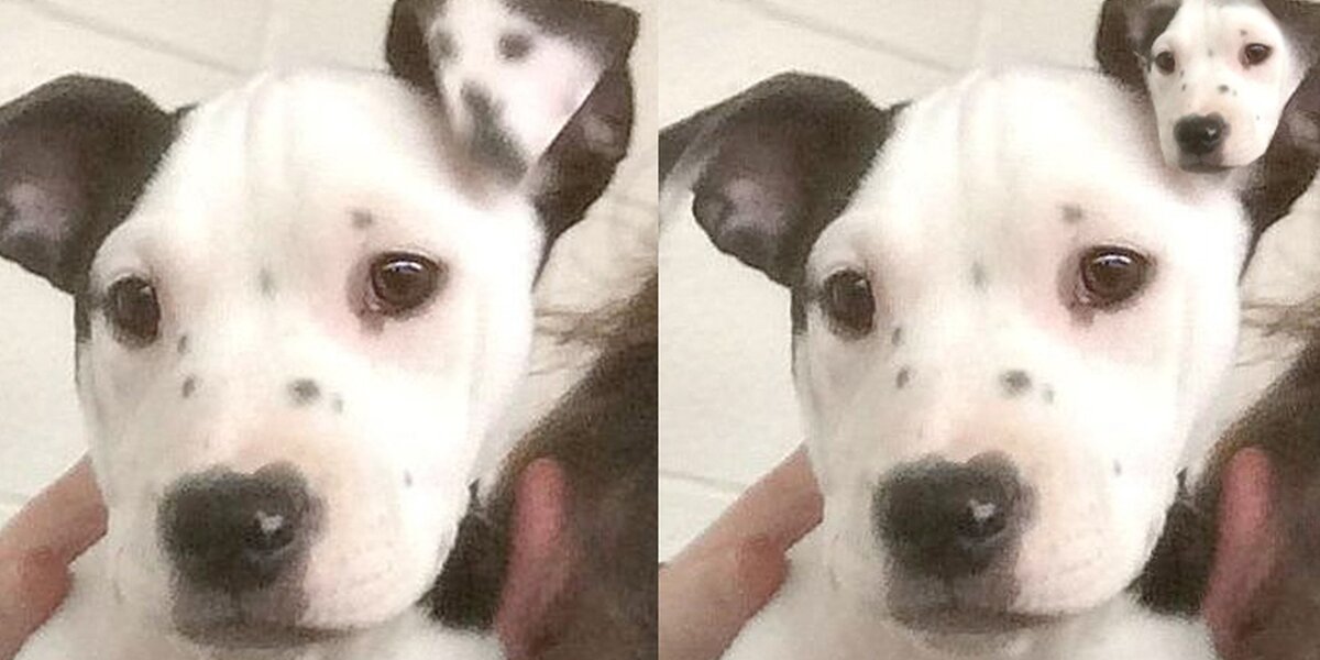 This Puppy Was Born With A Selfie On Her Ear - The Dodo