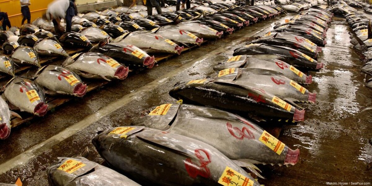 Bluefin Tuna Are Endangered Thanks To Sushi - The Dodo