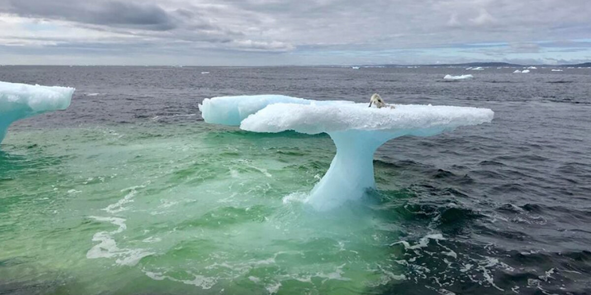Fisherman Rescues Arctic Fox Stranded On Iceberg - The Dodo