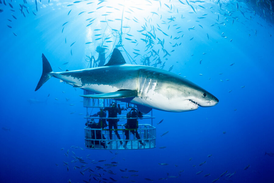 Best Places to Swim With Sharks: Where to Cage Dive & Swim in the Wild - Thrillist