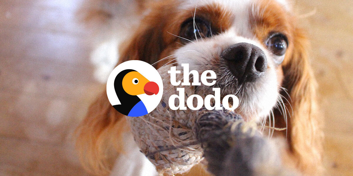 Alana Francis-Crow - The Dodo
