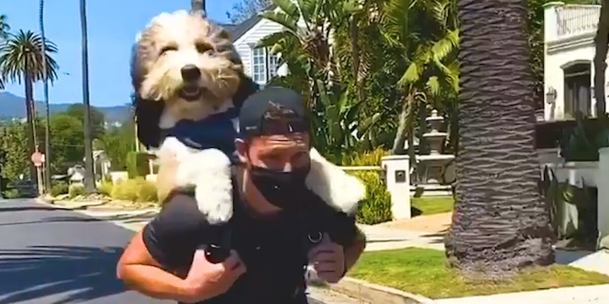 75-Pound Dog Rides On Jet Skis And Scooters With His Dad - Videos - The Dodo