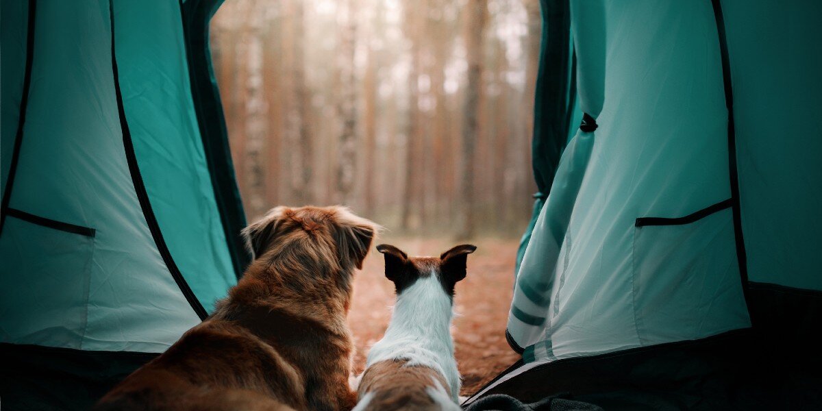The Top 7 Tips For Taking Your Dog Camping - The Dodo
