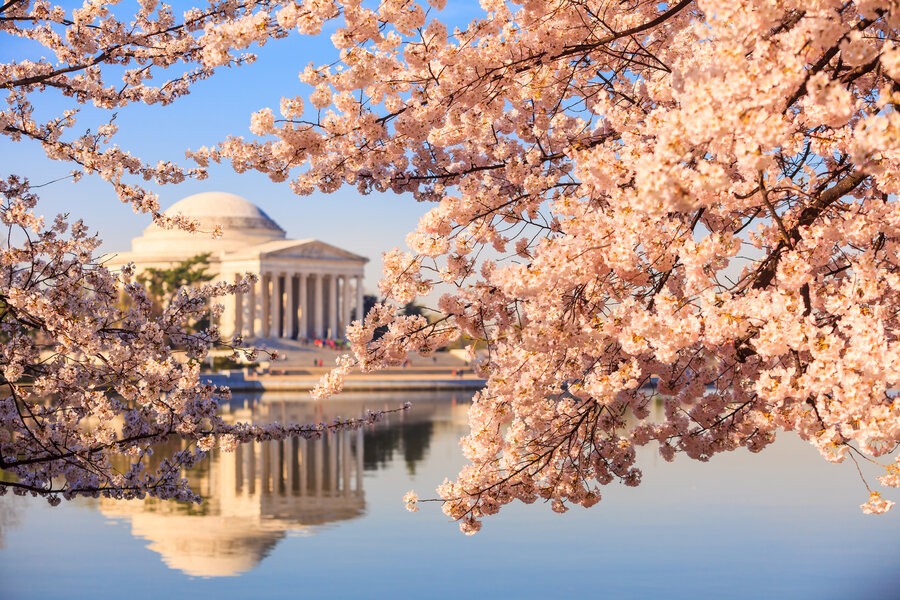 Where to See Cherry Blossoms in D.C. During Peak Bloom This Spring - Thrillist