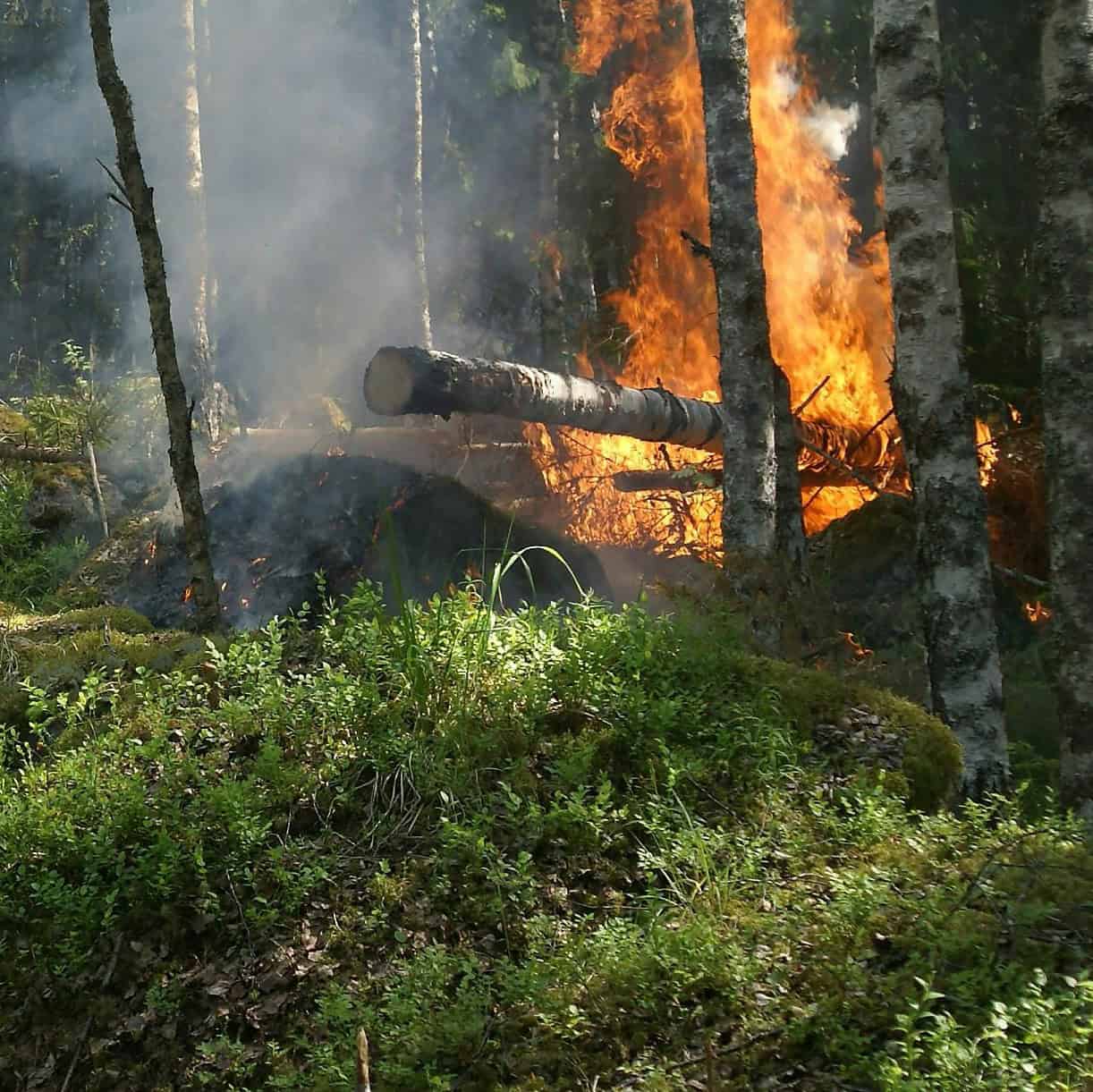 WILDFIRES: 98% of People in Canada Living with Asthma Say Poor Air Quality Worsens Their Health