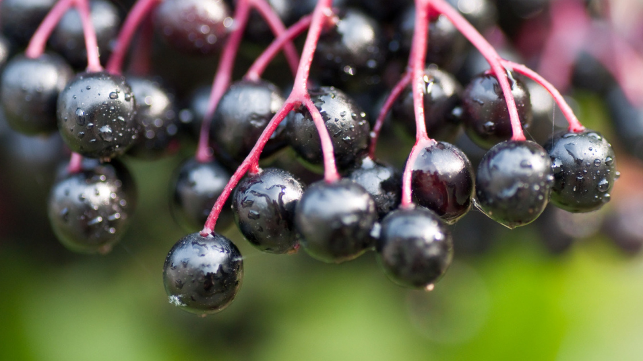 How to Boost Your Immunity to Prevent Colds and Flu this Season - Aviva Romm, MD