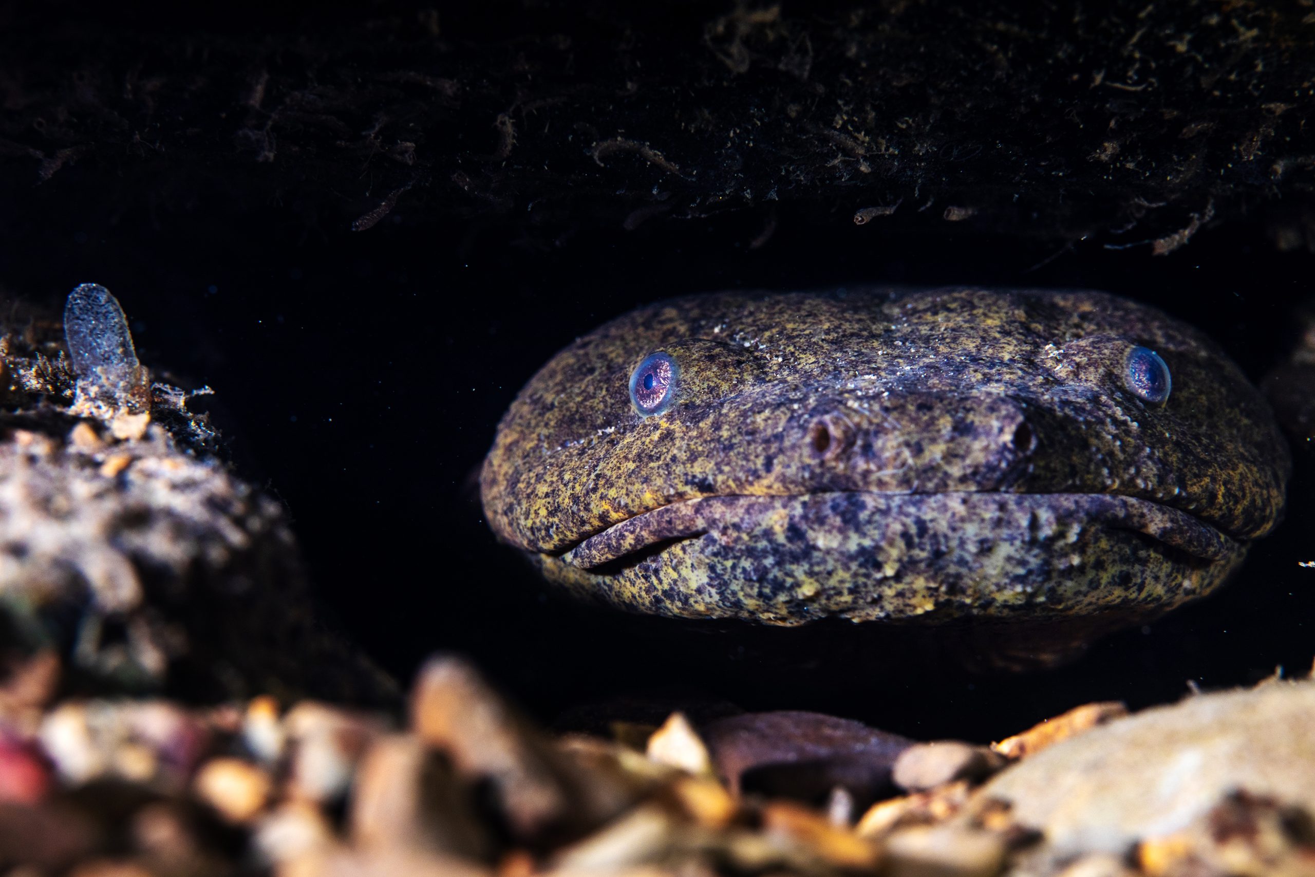 Planned environmental rule changes threaten beloved Eastern hellbender’s possible protection as endangered species • Asheville Watchdog