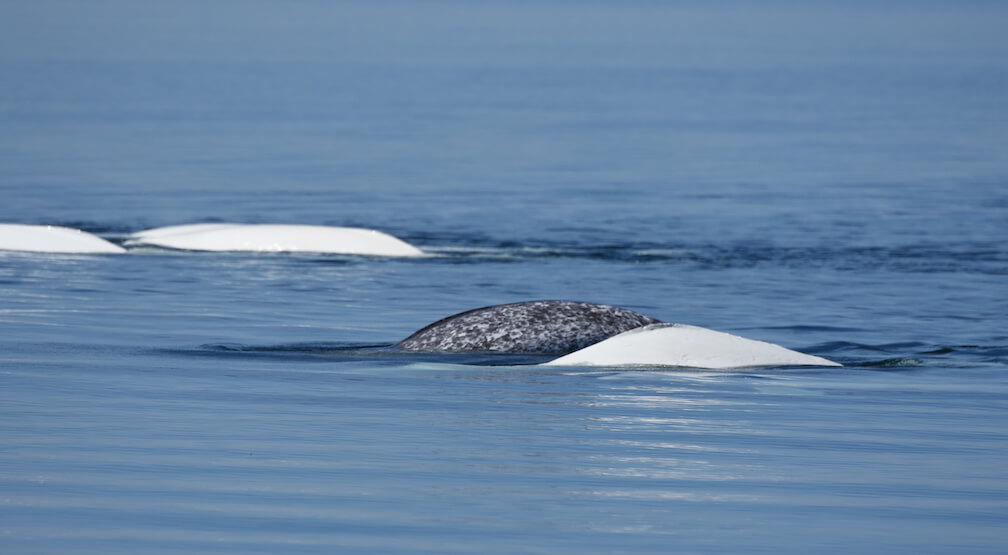With the Belugas... And a Narwhal! - Baleines en direct
