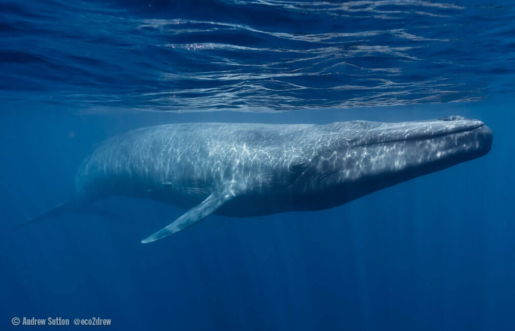 Fin-Blue Hybrids: A New Challenge for Blue Whale Conservation? - Baleines en direct