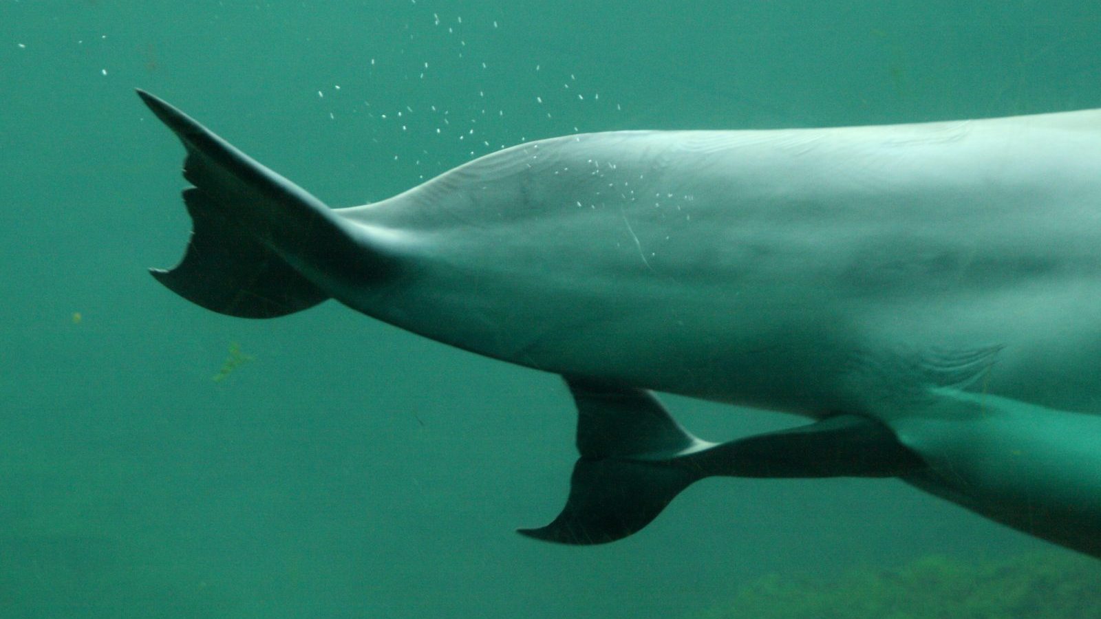 Whales and Dolphins in Adriatic: Is Pandemic Healing Nature? | Balkan Insight