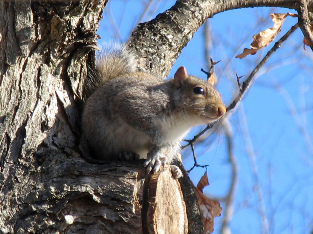 When do pellet guns make sense for hunting and pest control?