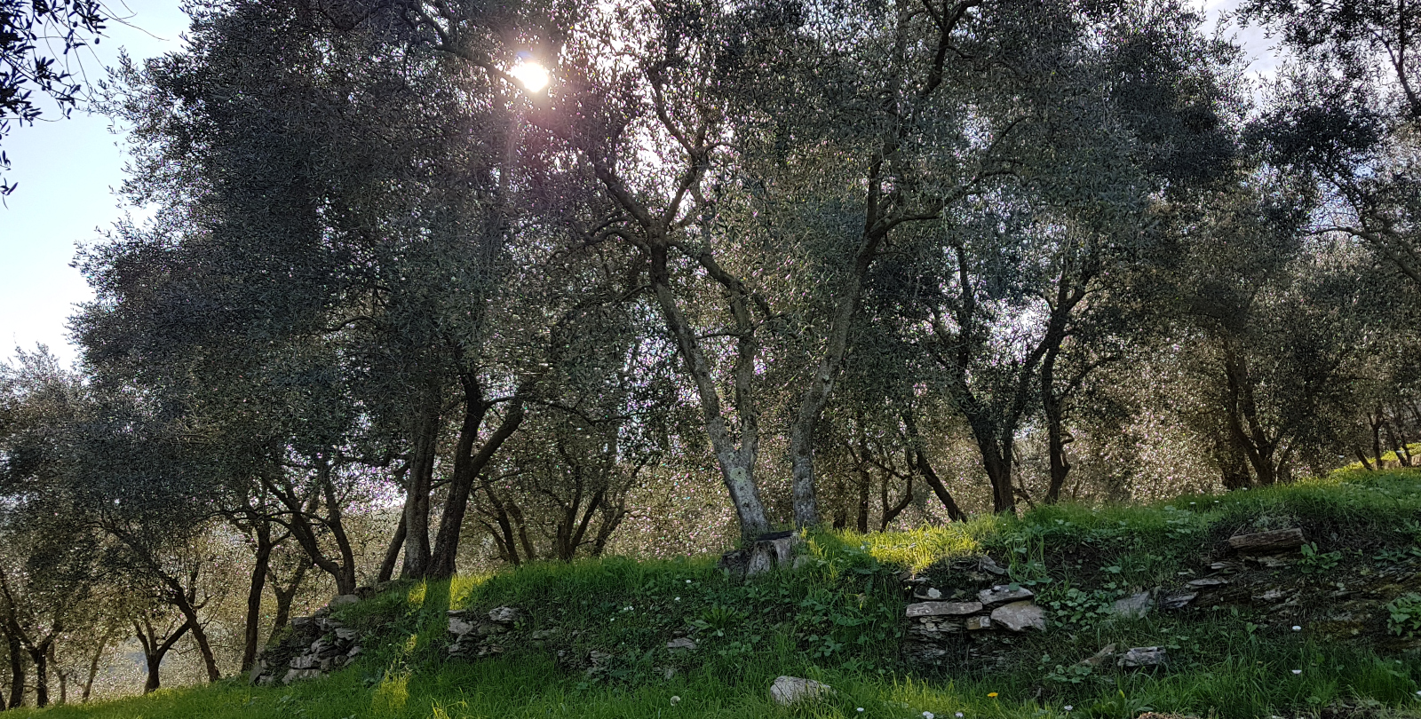 How to enjoy a Great Olive Oil Experience in Liguria | BeautifuLiguria