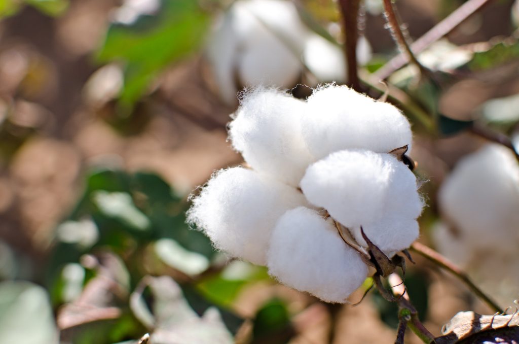 Which Global Brands Are Leaders in Sustainable Cotton Sourcing? - Better Cotton Initiative